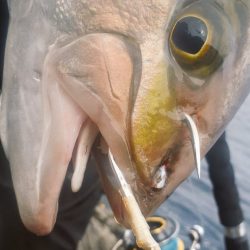 バーティカルリミット7/0プロト(磯カンパチ)