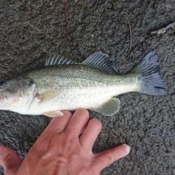 打ち物と巻き物で1本ずつ