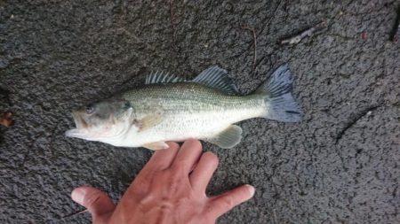 打ち物と巻き物で1本ずつ