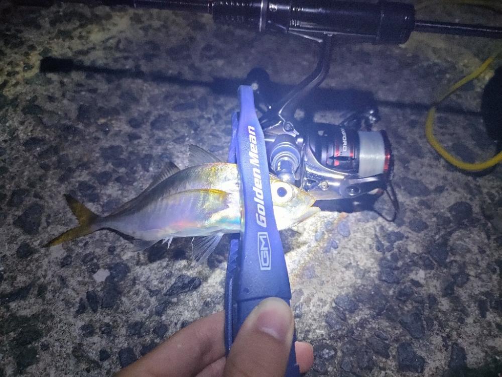 結局アジングで良いのよ