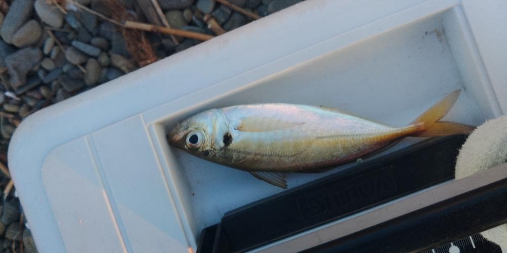 フロートゲーム~