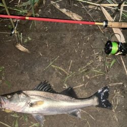 円山チーバス　ワハハハ