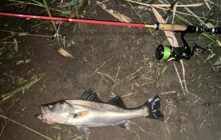 円山チーバス　ワハハハ