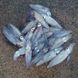 マイカエギング