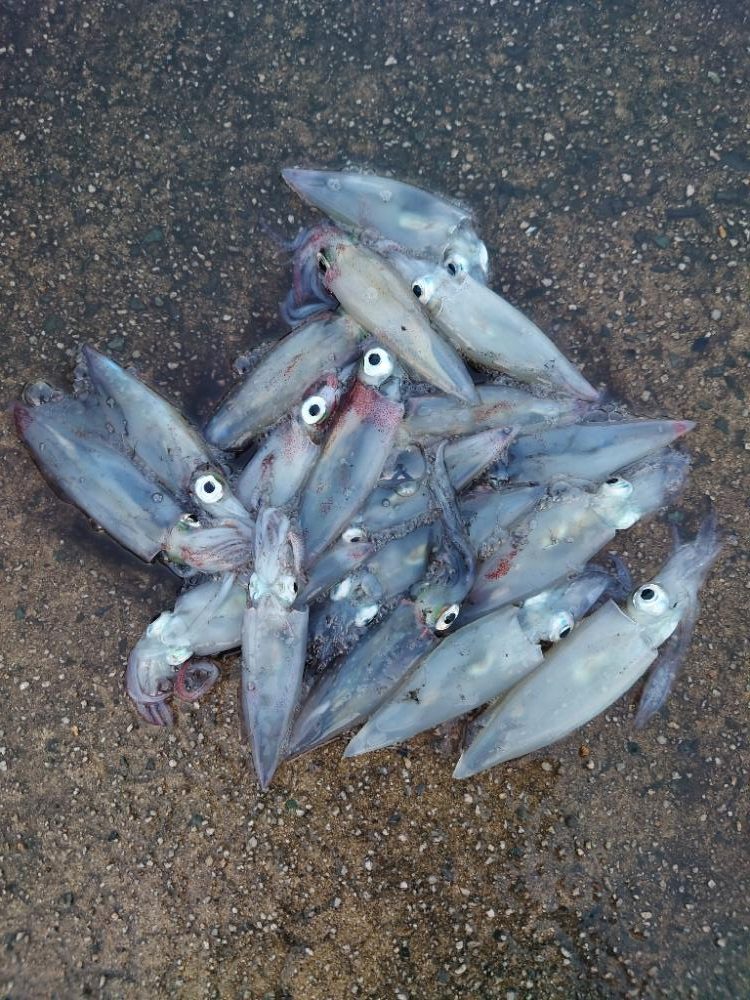 マイカエギング