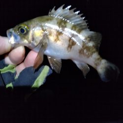 梅雨メバリング