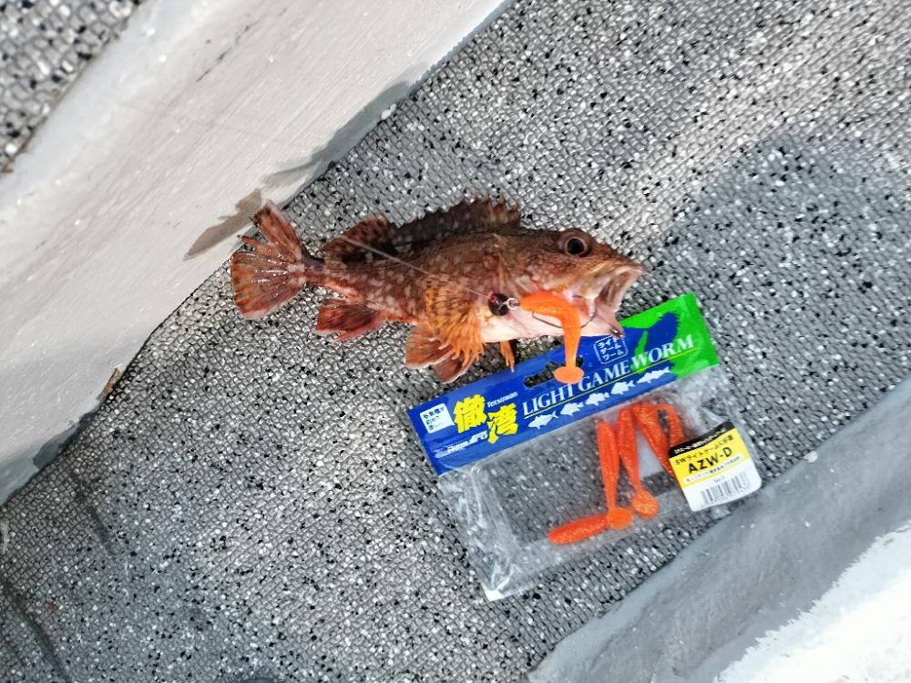 松兵衛さんでロックフィッシュ便☆