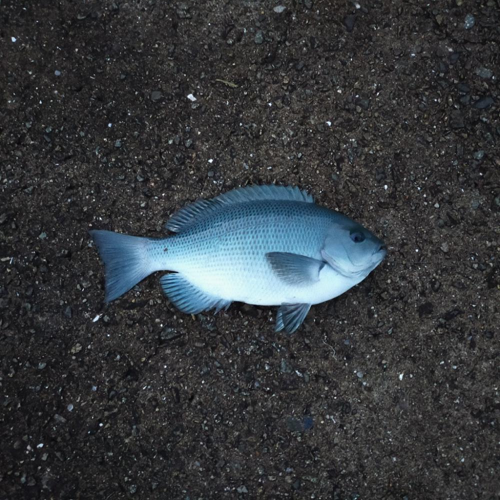 久々の通し釣行