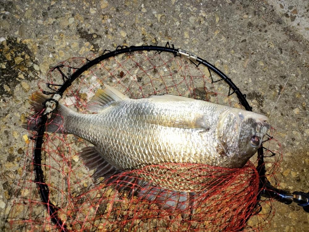 キビレ後セイゴ