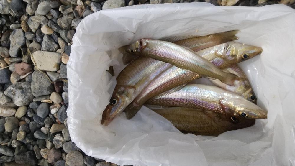 キス釣り~ベストシーズン?