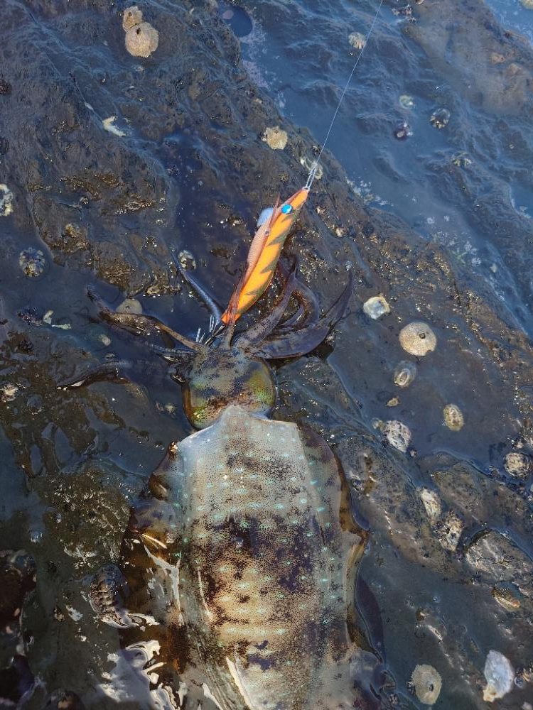 ぷち遠征エギングIN対馬