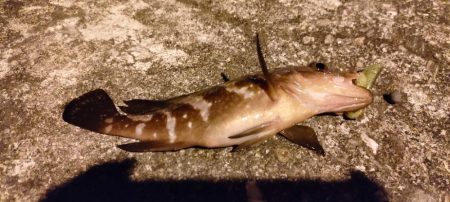 ロックフィッシュ