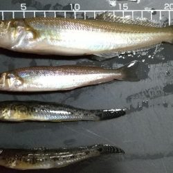 キス釣り〜雷矯正終了…