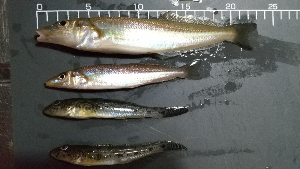 キス釣り〜雷矯正終了…