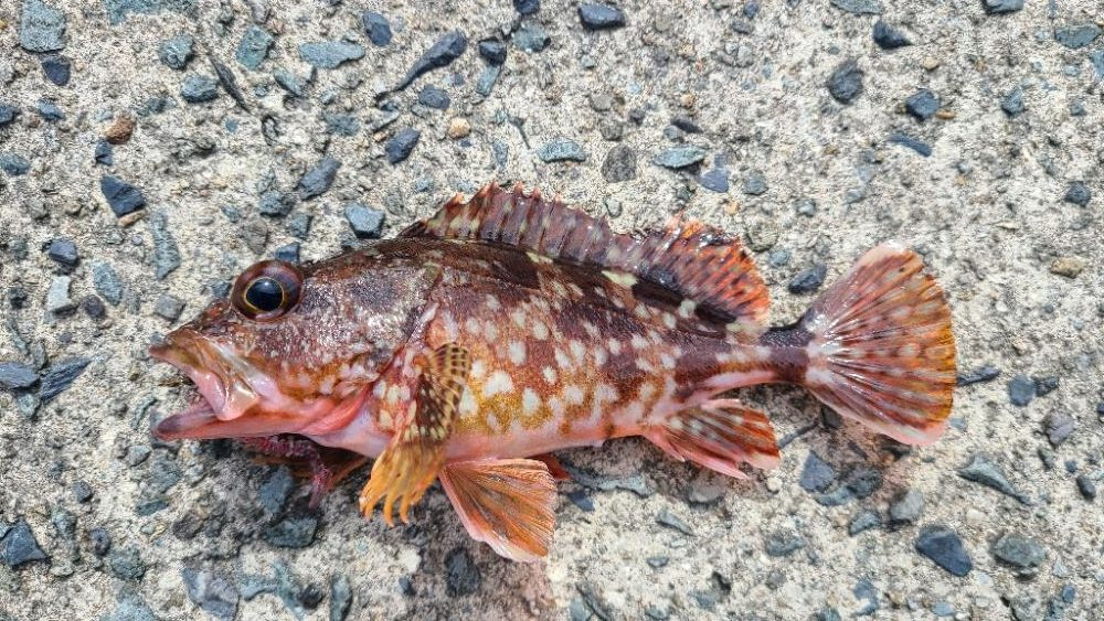 アコウは何処へ？