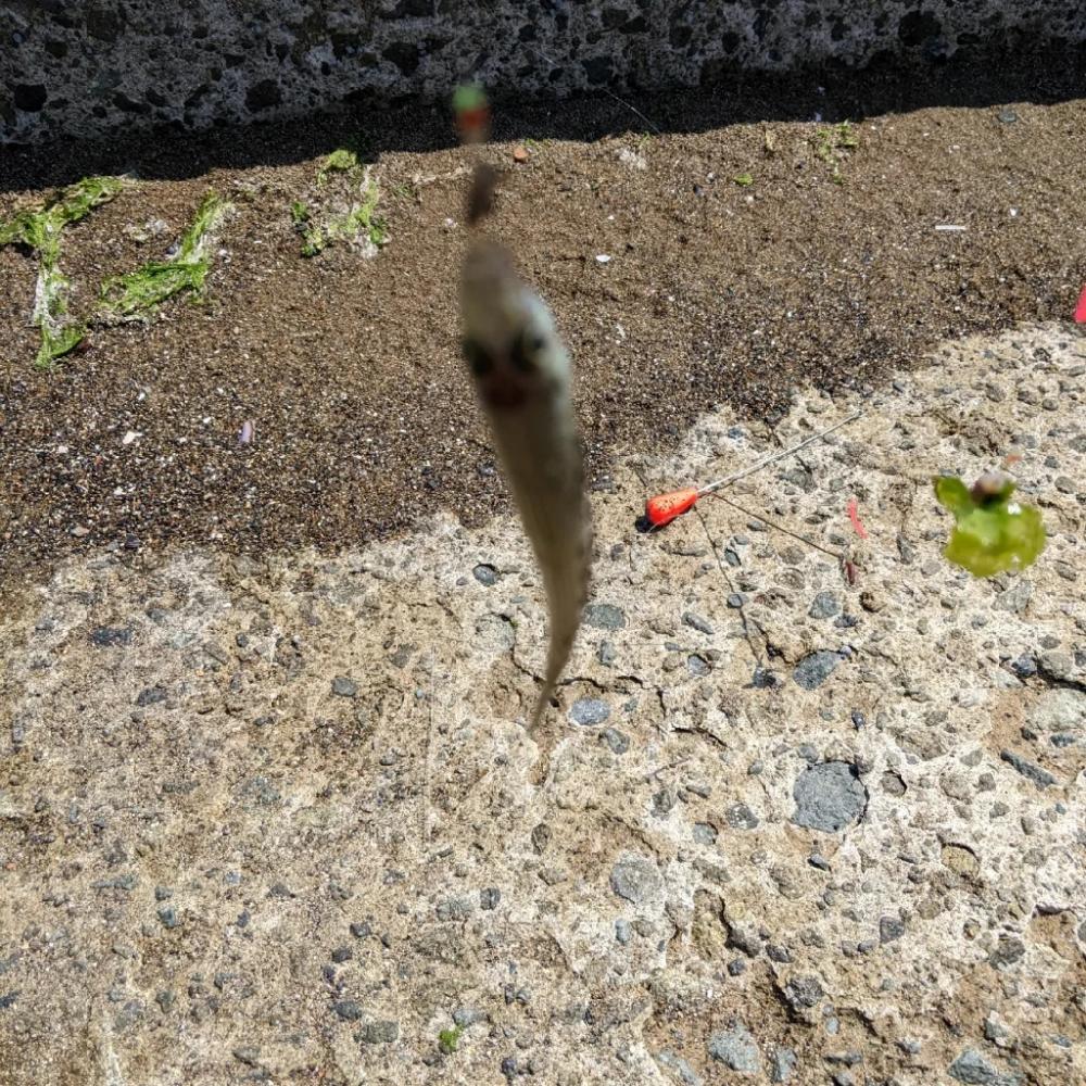 先輩らとキッス（笑）