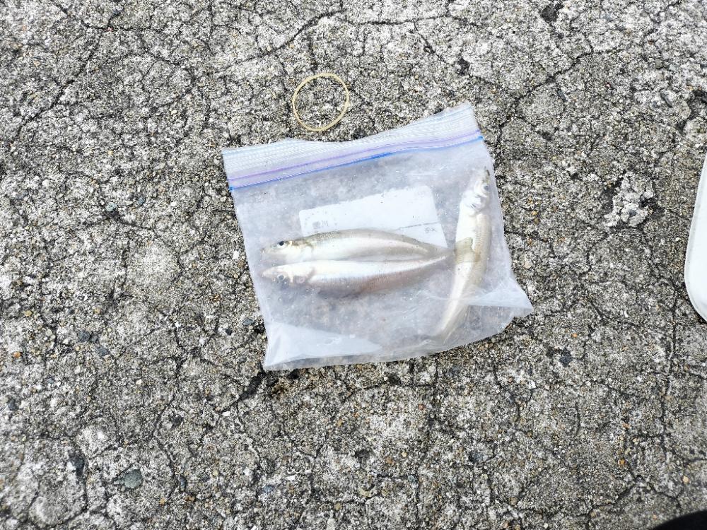 お手軽なキス釣り