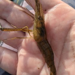 霞ヶ浦 テナガエビ 束越え