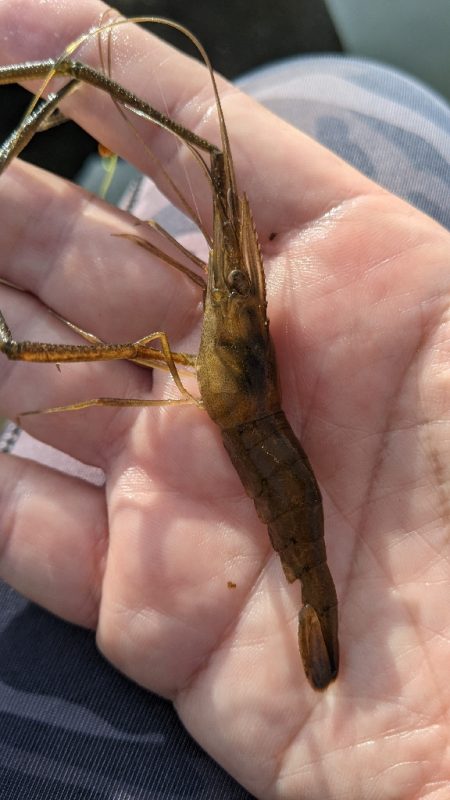 霞ヶ浦 テナガエビ 束越え