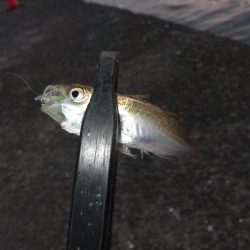 久々のアジング