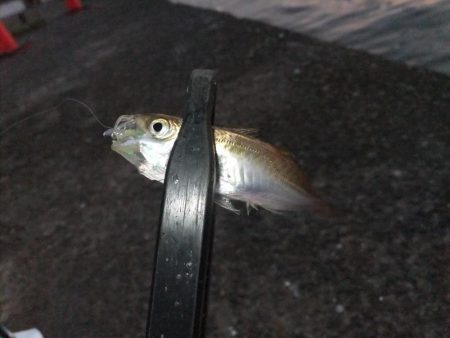 久々のアジング