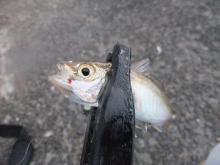 豆アジ難しい！