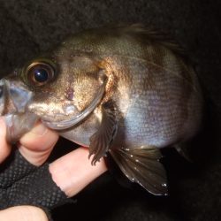 梅雨メバルも終盤