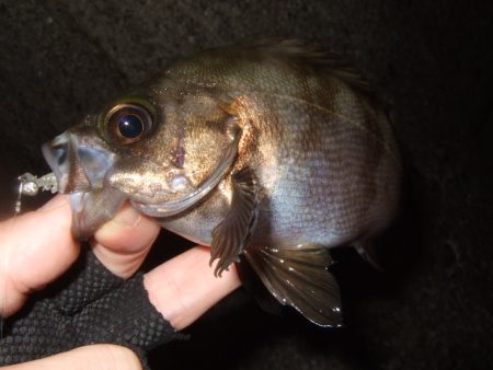 梅雨メバルも終盤