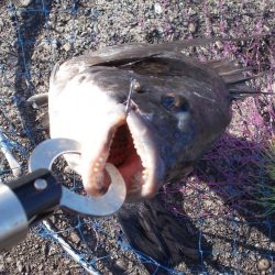 和歌山市某所で落とし込み 真チヌ40cm前後以下計3枚