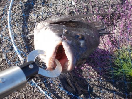 和歌山市某所で落とし込み 真チヌ40cm前後以下計3枚