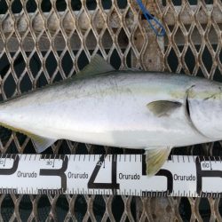 メジロはデカサバがお好き