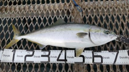 メジロはデカサバがお好き