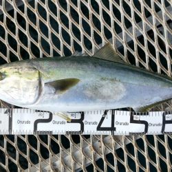 ブリ釣るならここでしょ！