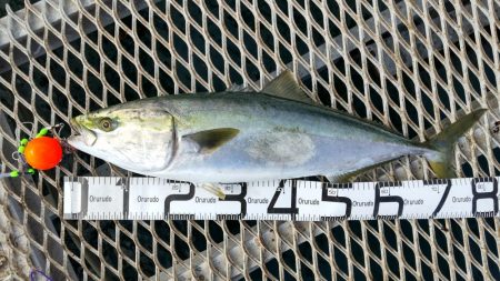 ブリ釣るならここでしょ！