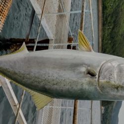 やっぱり居ました