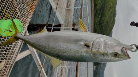 やっぱり居ました