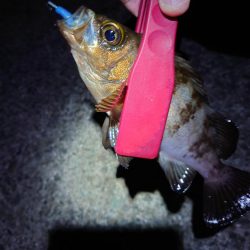 西二見で梅雨メバリング