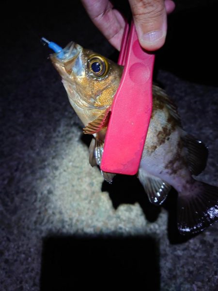 西二見で梅雨メバリング