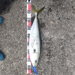 やっと春?青物ゲット!