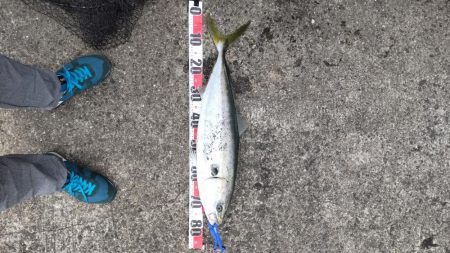 やっと春?青物ゲット!