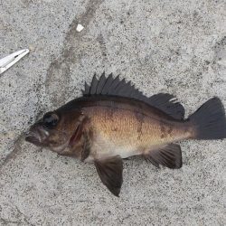 敦賀のポイントが釣り禁になっていましたw⁠(⁠°⁠ｏ⁠°⁠)⁠w