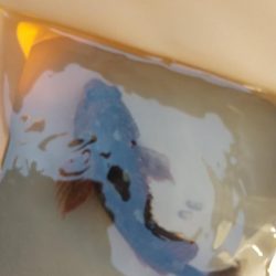 メバル見つけられず!