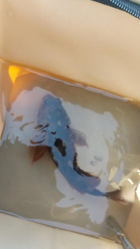 メバル見つけられず！