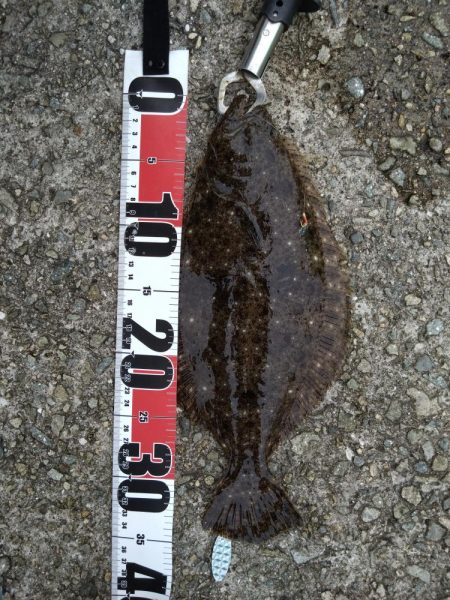 サビキでソゲゲット👍