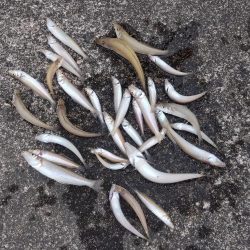 まぁまぁの釣果