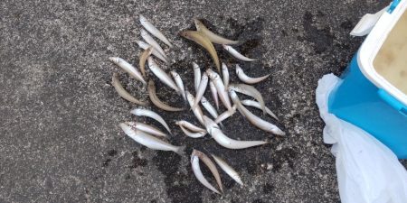 まぁまぁの釣果