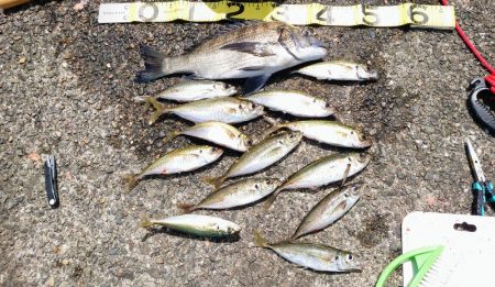 地元でフカセやってみよう