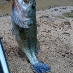 夕マズメの流れ込みで連発！