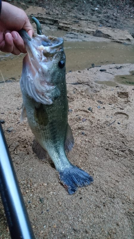 夕マズメの流れ込みで連発！