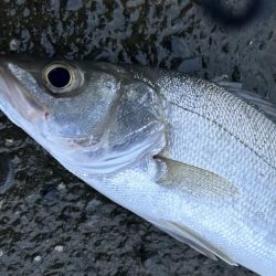 久しぶりならマイクロサイズでも嬉しい!